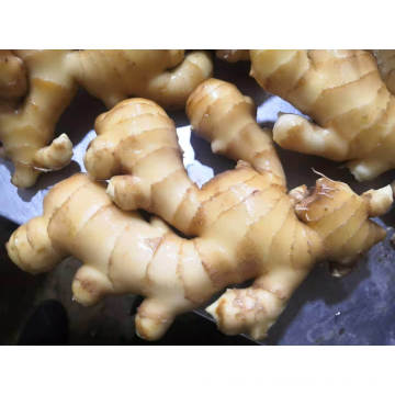 Fresh Ginger Organic Ginger High Quality